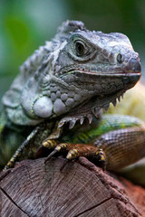 Obraz premium Iguane vert