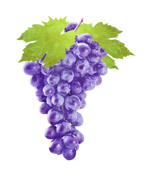 Watercolor grape with leafs on white