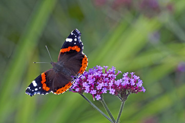 Red Admiral butterfly on a Verbena bonariensis