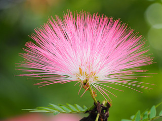 mimosoideae
