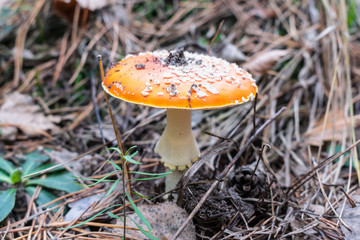 Fly agaric mushroom