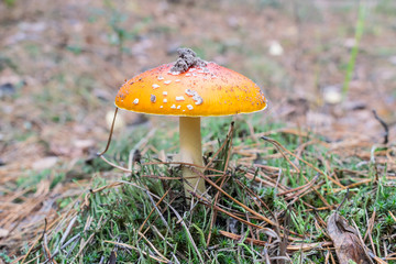 Fly agaric mushroom