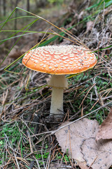 Fly agaric mushroom