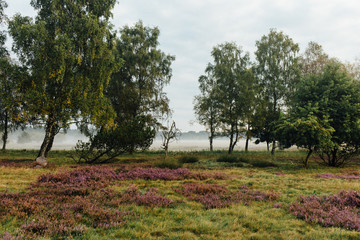 L&uuml;neburger Heide