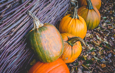 Pumpkins Leaves Fall Halloween Thanksgiving Autumn Harvest Seasonal Fresh Vegetables Vignette. Vintage Look