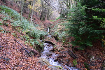 Autumnal forest stream