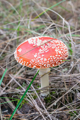 Fly agaric mushroom