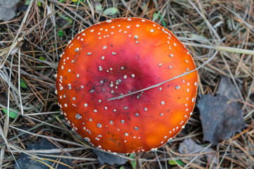 Fly agaric mushroom