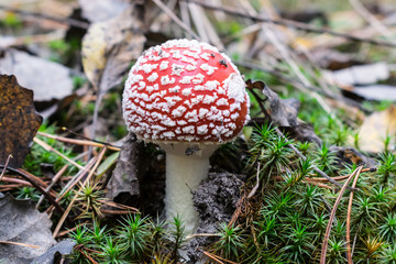 Fly agaric mushroom