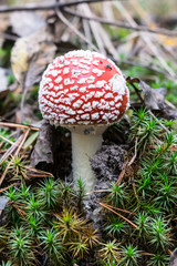 Fly agaric mushroom