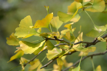 Autumn Leaves (Gingko)