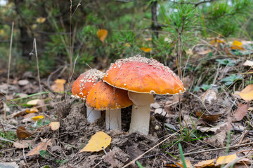 Fly agaric mushroom