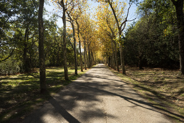 Paseo entre los árboles teñidos de otoño