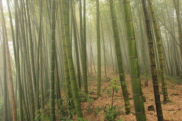 Bamboo Sea
