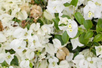 Beautiful white bougainvillea in the garden close up.