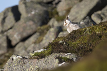 mountain hare portrait while sat running on mountainside in scotland © Paul