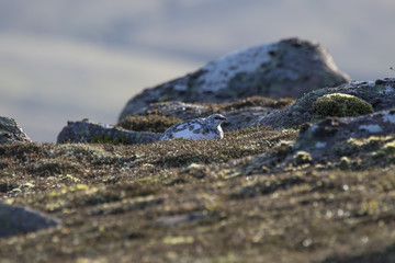 ptarmigan group with winter coat on heather mountain