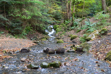 woodland stream
