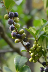 Eurya japonica (species of evergreen related to sakaki)