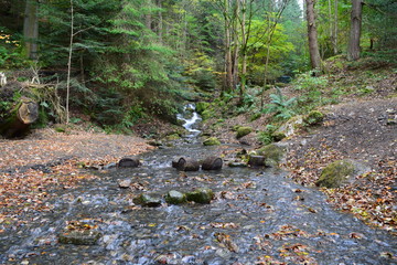 Woodland stream