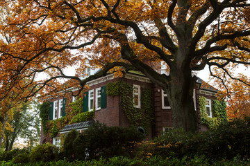Fototapeta na wymiar Beautiful brick house in Hamburg, Germany, with yellow orange autumn leaves on the tree