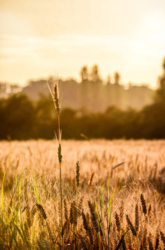 Wheat spike on a beautiful sunny day.