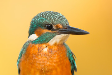 Kingfisher perched on a branch
