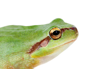 Green frog with bulging eyes golden