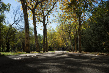 Paseo entre los árboles teñidos de otoño