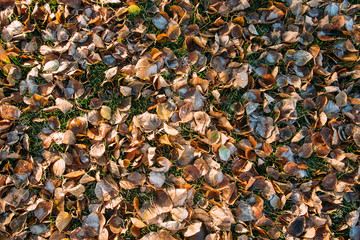 top view for many autumn leaves with hoar in november morning