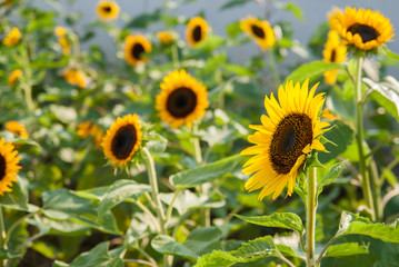 Sunflowers at sunflower garden