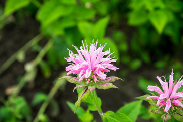 Crimson beebalm (Monarda) growing in the garden. Shallow depth of field.