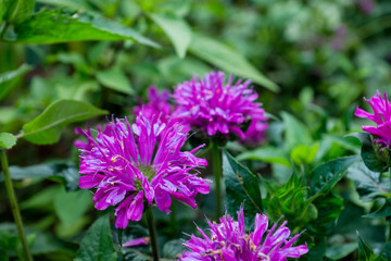 Fototapeta premium Crimson beebalm (Monarda) growing in the garden. Shallow depth of field.