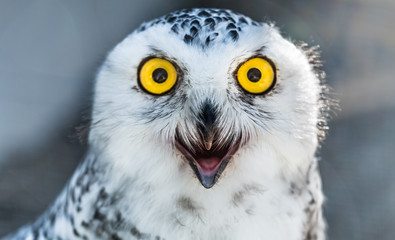Snow owl close up