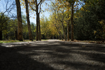 Paseo entre los árboles teñidos de otoño