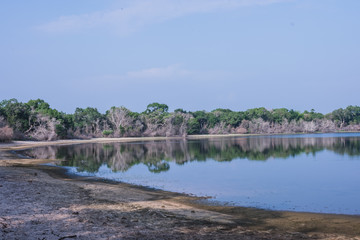 Fototapeta na wymiar Lake in Willpattu National park Sri Lanka 
