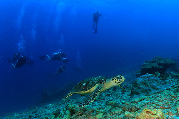 Naklejka na ściany i meble Hawksbill Sea Turtle and scuba divers