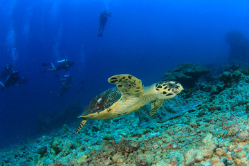 Hawksbill Sea Turtle and scuba divers