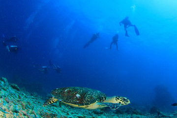 Hawksbill Sea Turtle and scuba divers