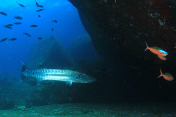 Barracuda fish underwater