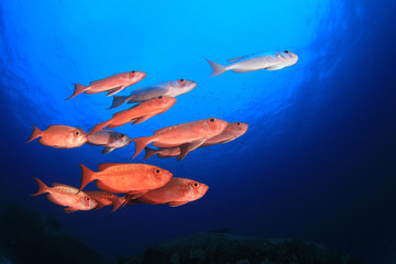 Fish school in ocean. Snapper fish on coral reef