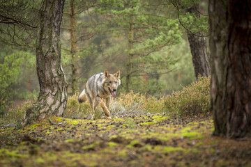 young wolf into forest © zdenek