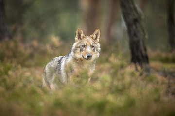 young wolf into forest