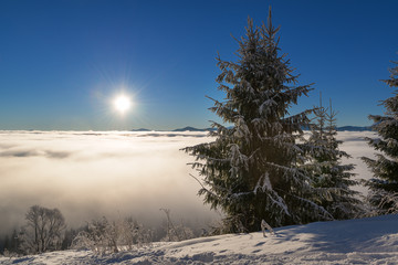 Spruce tree at sunrise above the clouds