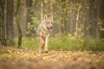 young wolf into forest