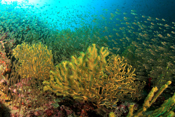 Coral reef underwater and tropical fish