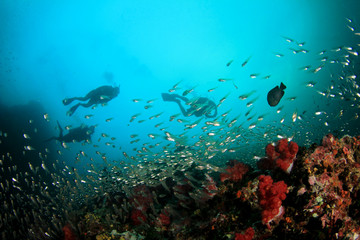 Fototapeta na wymiar Scuba diving. Scuba divers explore coral reef underwater