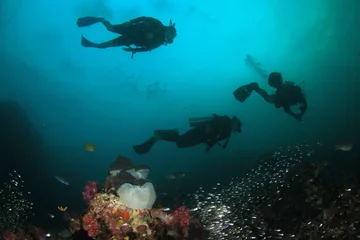 Küchenrückwand glas motiv Scuba diving. Scuba divers explore coral reef underwater © Richard Carey