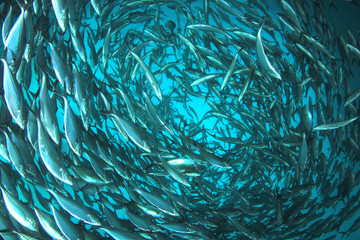 Tuna fish underwater