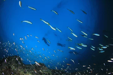 Poster Scuba diving. Scuba divers explore coral reef underwater © Richard Carey